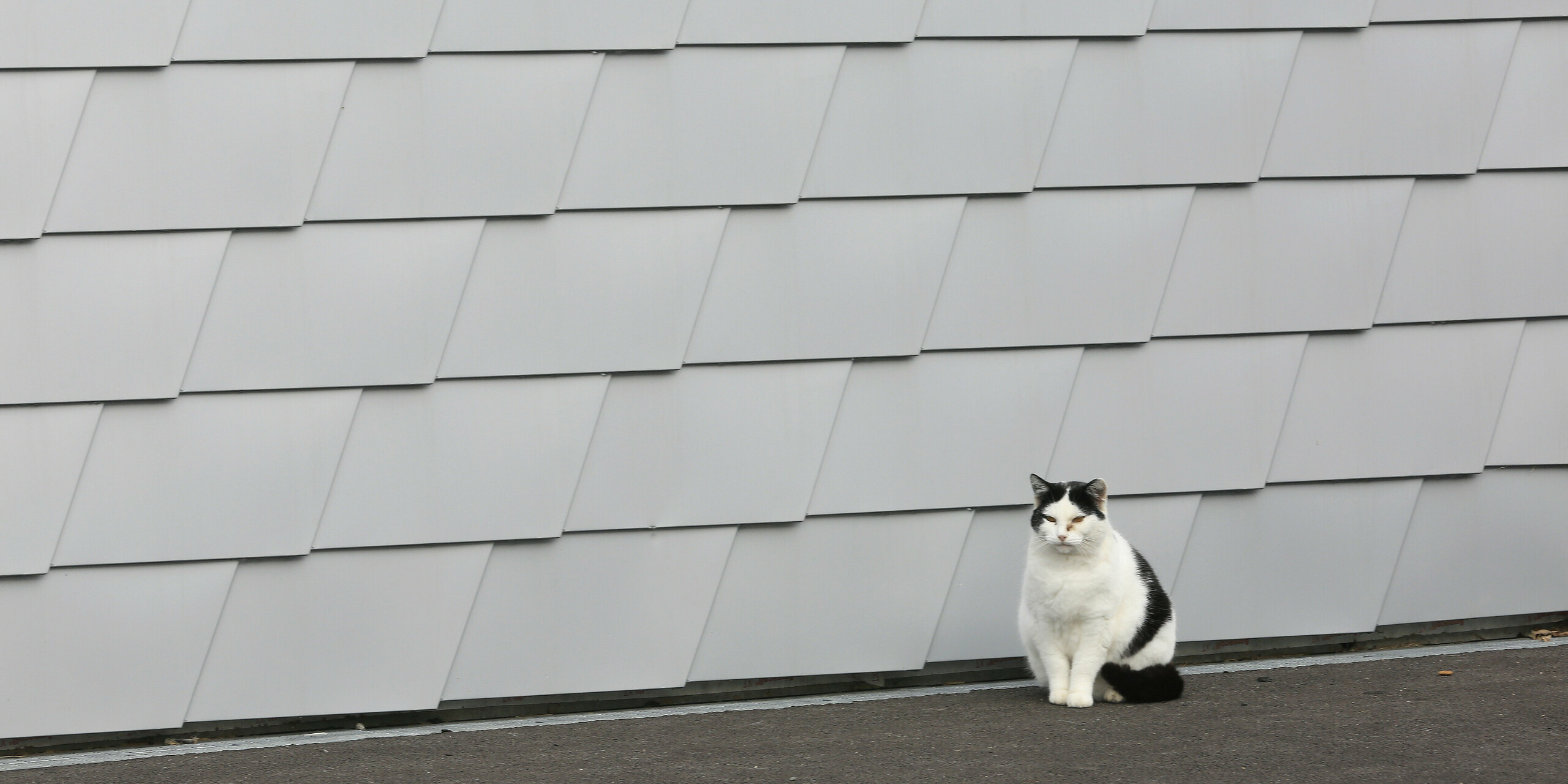 Eine Katze sitzt vor dem Tierheim in Mullhouse. Im Hintergrund ist die PREFA Fassade aus Wandschindeln in der Farbe Silbermetallic zu sehen.