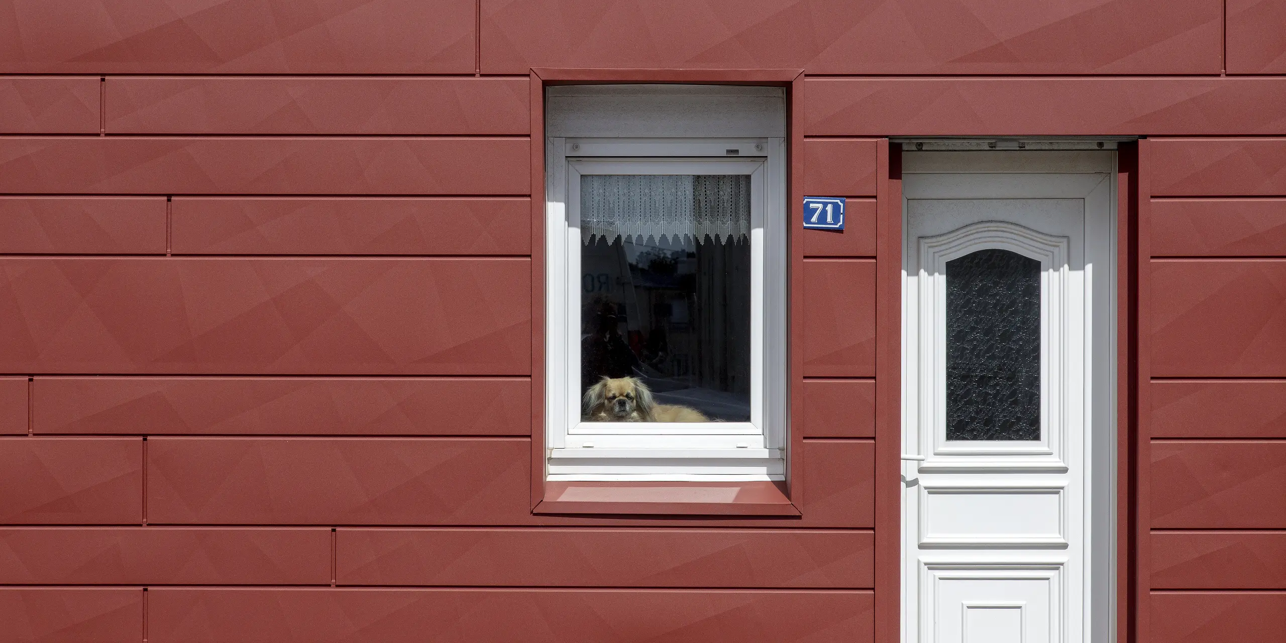 Eyecatcher: Ein neugieriger Hund blickt aus dem Fenster eines frisch sanierten Stadthauses in Brest. Die Fassade glänzt in lebendigem PREFA Oxydrot, kombiniert mit klaren Fensterlaibungen und einer eleganten weißen Tür. Die kantige Struktur der FX.12 Paneele verleiht der Fassade ein modernes, individuelles Design – witterungsbeständig und rostfrei.